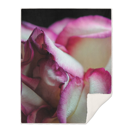 Pink Lined White Rose