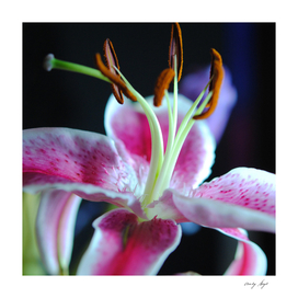 Pink and White Lily