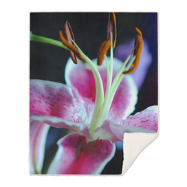 Pink and White Lily