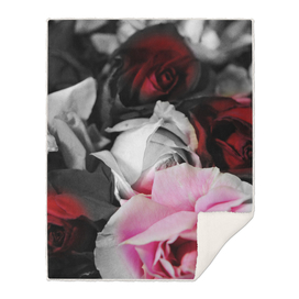 Red and Pink Roses Fade