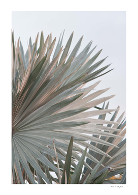 Soft Bismarck Palm Leaf #1 #tropical #wall #decor #art