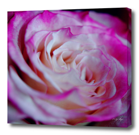 Pink and White Rose