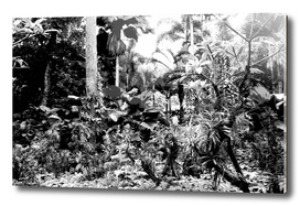 Singapore Botanical Garden 1 - Black & White