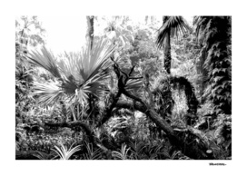 Singapore Botanical Garden 2 - Black & White