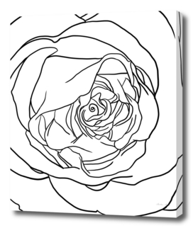 Rose petal Line art