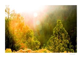 green pine tree with sunlight at Lake Tahoe, Nevada, USA