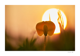 Yellow flower in front of the sun