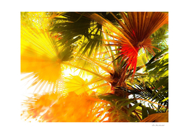 green palm leaves abstract background with summer light