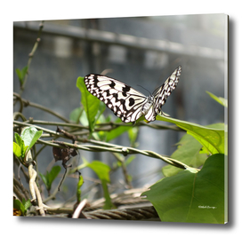 Butterfly On A Leaf