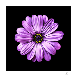 Purple Daisy | Floral Art