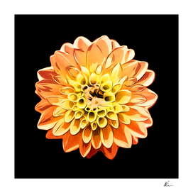 Orange and Yellow Dahlia | Floral Art