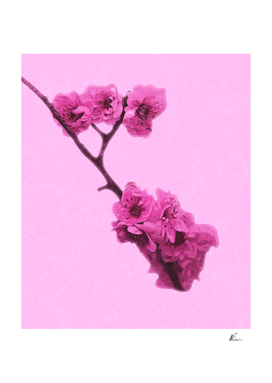 Cherry Blossom | Floral Art