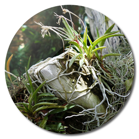 Epiphytic Roots