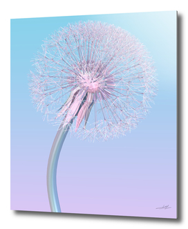 dandelion in pale pink blue color