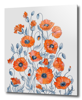 Poppies watercolor