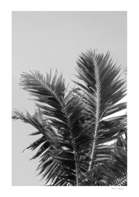 Tropical Summer Palm Leaves #2 #tropical #wall #decor #art