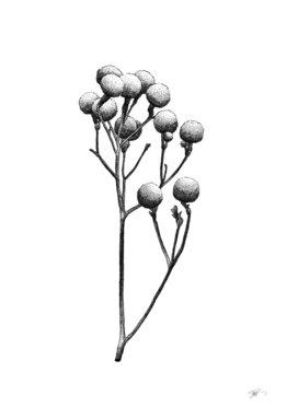 Caulophyllum thalictroides