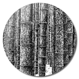 bamboo grove A