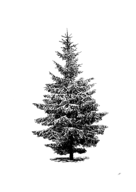 Spruce isolated