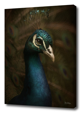 Spring Peacock