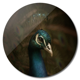 Spring Peacock