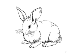 Rabbit01