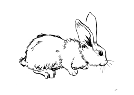 Rabbit02