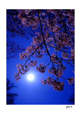 Full Moon Cherry Tree