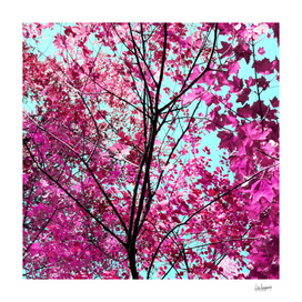 Autumn Pink
