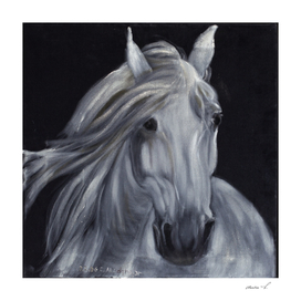 White horse portrait on black velvet