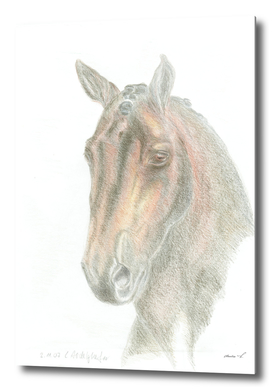 Wonderful dressage horse portrait