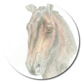 Wonderful dressage horse portrait
