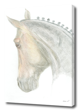 Dressageportrait from the side