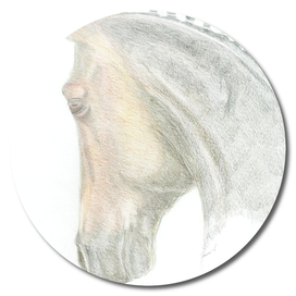Dressageportrait from the side