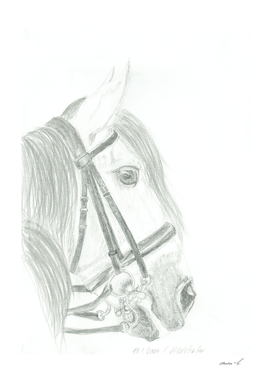 Andalusian horse with a special bridle