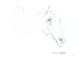 Another andalusian horse with pencil and ink