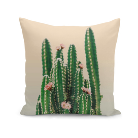 Flowered Cactus