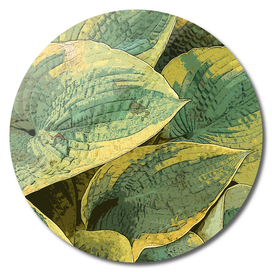 Yellow Fringed Green Hosta Leaves Deekflo