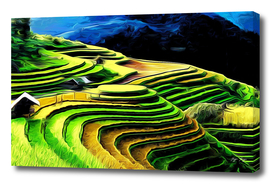 Rice Fields relief progressive steps cultivated marqu