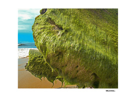 Seaweed #8 – Sri Lanka - east