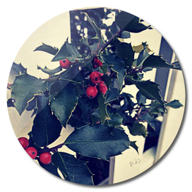 Vintage Holly on Picket Fence