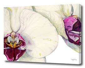 Cream & Fuchsia Phalaenopsis Orchids