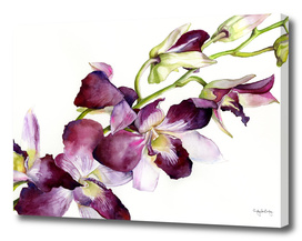 Radiant Orchids: Magenta Dendrobiums