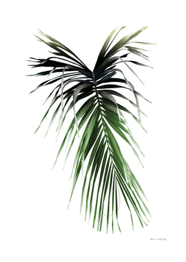 Palm Leaf - Cali Summer Vibes #1 #tropical #decor #art
