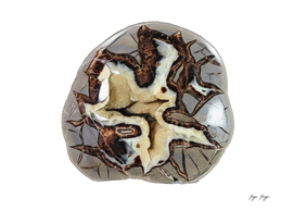 Septarian Concretions Carbonate Rich Concretions Containing