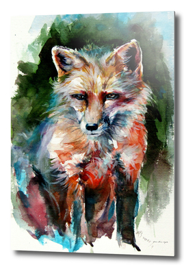 Red fox alone