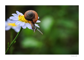 A snail on the daisy flower