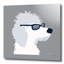 Cool Poodle Dog Wearing Sunglasses