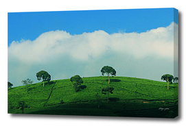 green tea fields
