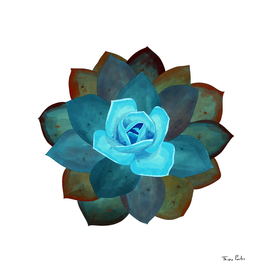 Blue Succulent Giant Flower